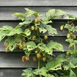 Humulus lupulusFlor