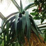 Aloe marlothii 葉