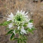 Cleomella serrulata Flower