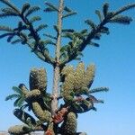 Abies pinsapoFruit