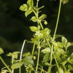 Stellaria ovata Кветка