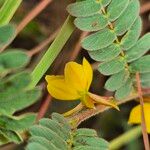 Chamaecrista fallacina Flower