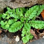 Senecio doria Yaprak