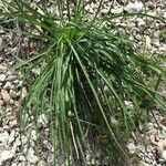 Anthericum liliago ഇല