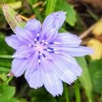 Cichorium endiviaVirág