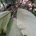 Licania densiflora Leaf