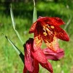 Fritillaria gentneri Žiedas