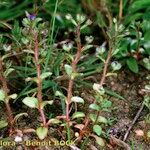 Veronica acinifolia Pokrój