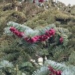 Abies procera Плід