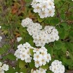 Spiraea × vanhouttei Flower