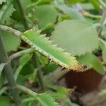 Kalanchoe × houghtonii Leaf