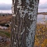 Populus tremula Schors