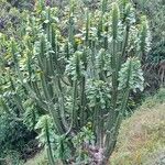 Euphorbia royleana Blatt