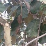 Pterospermum acerifolium Fruit