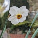 Narcissus poeticus Fula