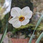 Narcissus poeticus Blomma