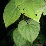 Dioscorea bulbiferaBlad