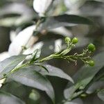 Cestrum fragile Fruit