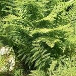 Athyrium distentifolium Blatt