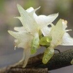 Tridactyle lagosensis Flower