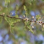Vachellia abyssinica Лист