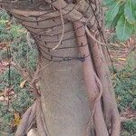 Ficus pertusa Кора
