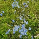 Delphinium leroyi Bloem