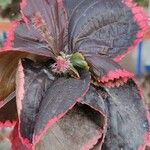 Acalypha wilkesianaDeilen