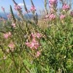 Onobrychis arenaria Flor