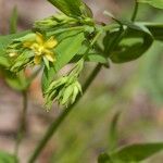 Hypericum majus Diğer