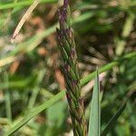 Poa cenisia Fruchs