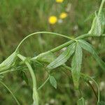 Trifolium strictum Feuille