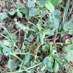 Chenopodium vulvaria Leaf