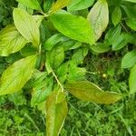 Aronia arbutifolia Feuille