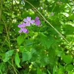 Hesperis matronalisFlower