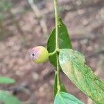 Aporosa frutescens Fruit