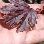 Hibiscus acetosella Flower