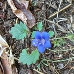 Phacelia campanularia 葉