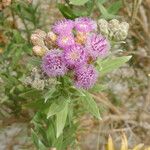 Pluchea sericea Flower