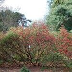 Rhododendron neriiflorum Habitus