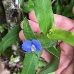 Commelina ensifolia 花