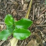 Prunus ilicifolia Leaf