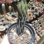 Haworthia coarctataKora