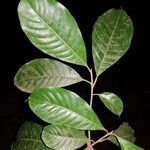 Pouteria reticulata Hoja