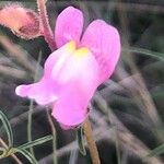 Antirrhinum litigiosum Květ
