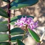 Epidendrum secundum Цвят