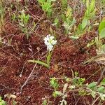 Platanthera blephariglottis Flower