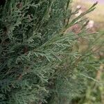 Cupressus sempervirens Leht