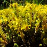 Sedum acre Агульны выгляд