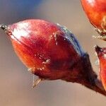 Juncus acutus Fruit